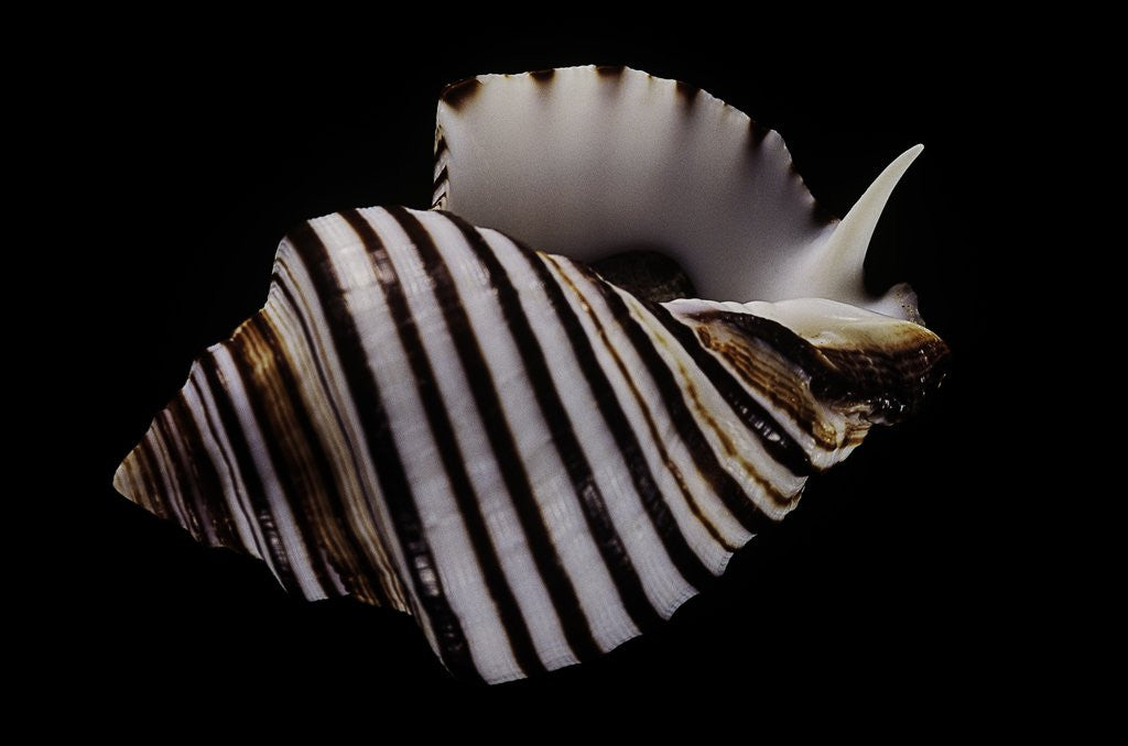 Detail of Opeatostoma pseudodon by Anonymous