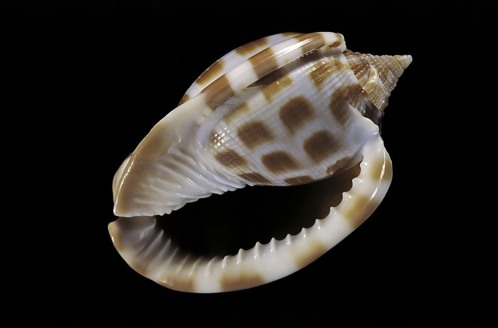 Detail of Phalium areola by Anonymous