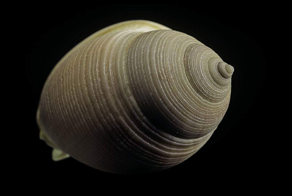 Detail of Phalium craticulatum by Anonymous