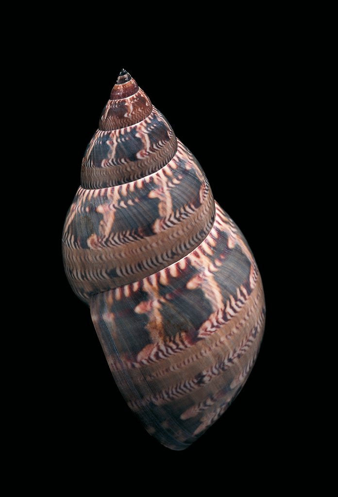 Detail of Phasianella australis by Anonymous
