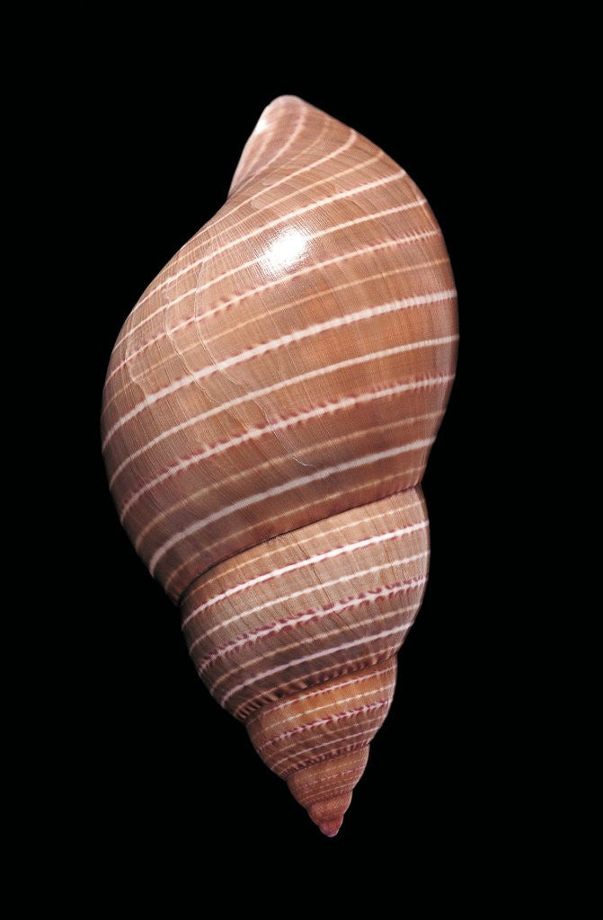 Detail of Phasianella australis by Anonymous