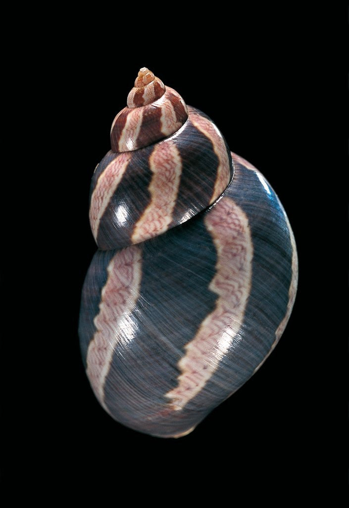 Detail of Phasianella australis by Anonymous