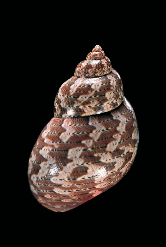 Detail of Phasianella australis by Anonymous