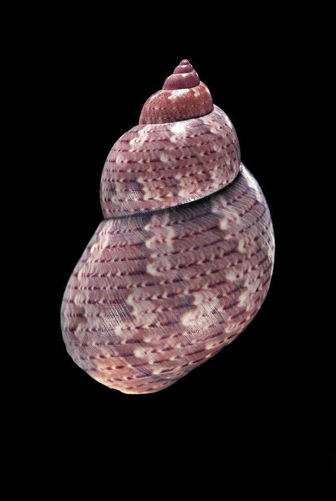 Detail of Phasianella australis by Anonymous
