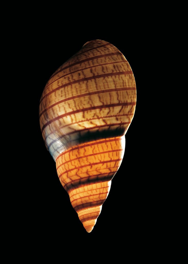 Detail of Phasianella australis by Anonymous