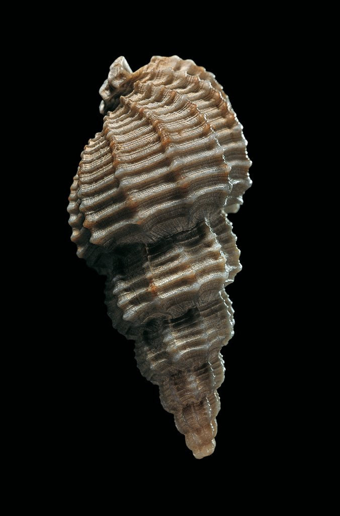 Detail of Phos senticosus by Anonymous