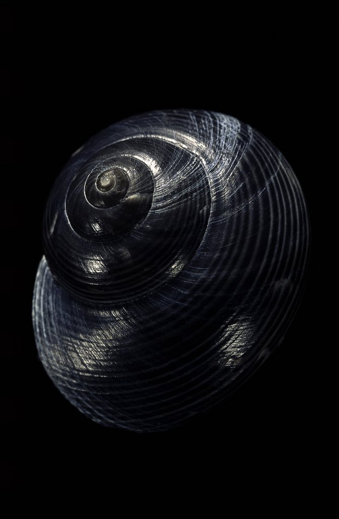 Detail of Photinula caerulescens by Anonymous