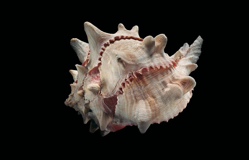 Detail of Phyllonotus brassica by Anonymous