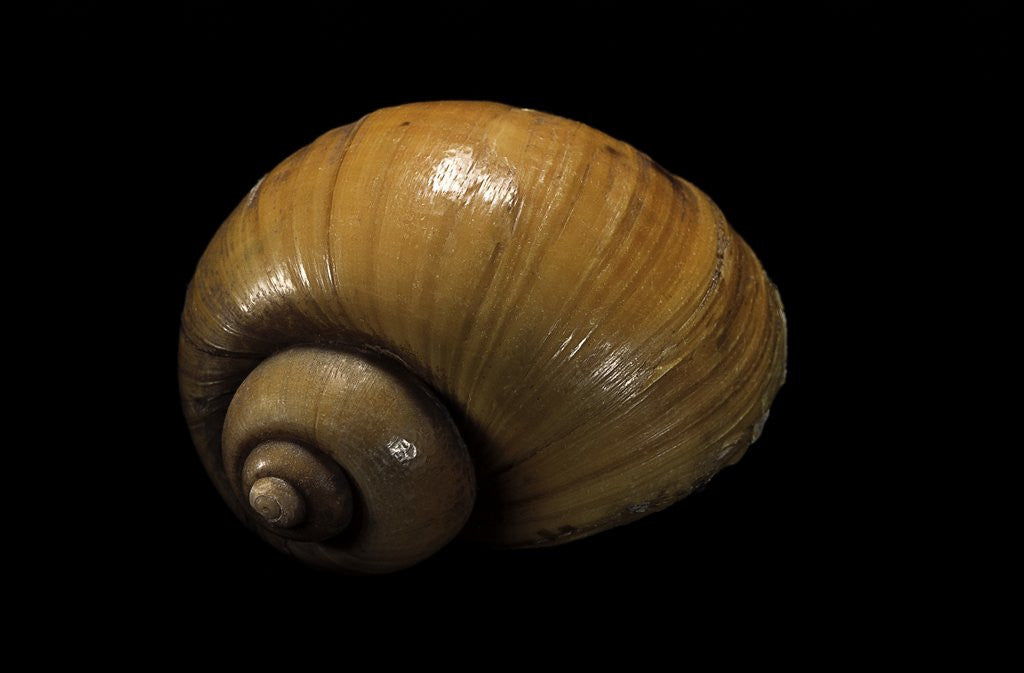 Detail of Pila ampullacea by Anonymous