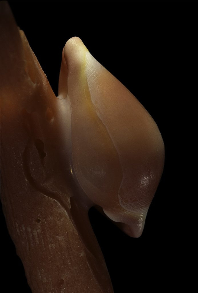 Detail of Pseudosimnia carnea by Anonymous