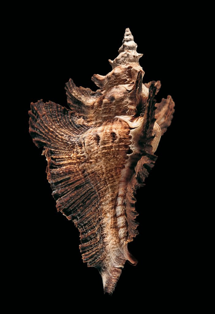 Detail of Pterynotus acanthopterus by Anonymous