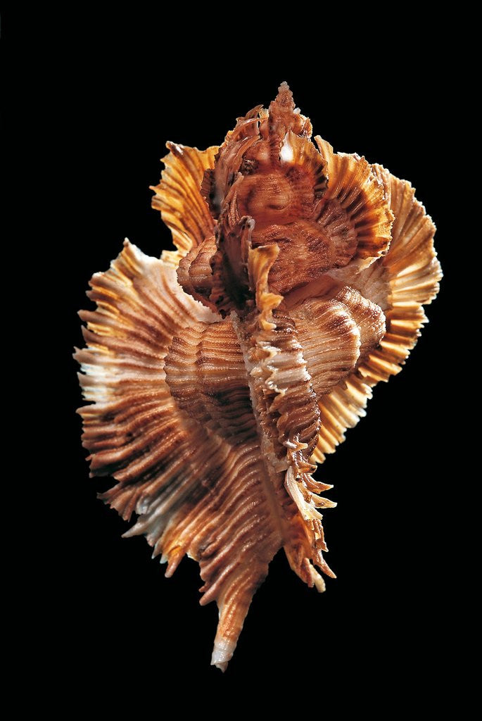 Detail of Pterynotus miyokoae by Anonymous