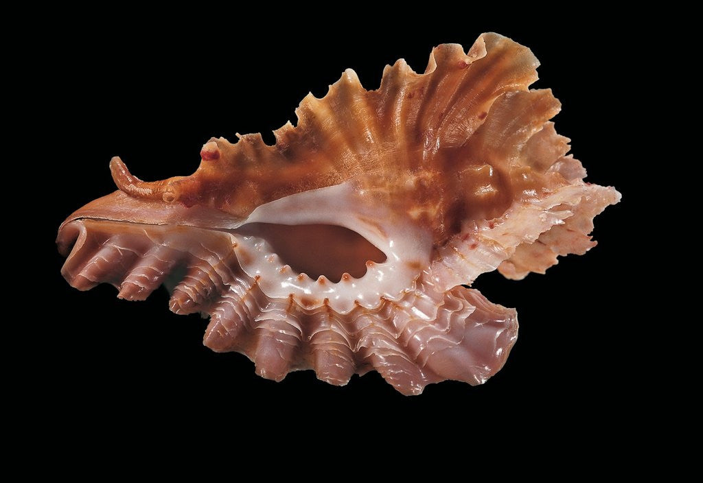 Detail of Pterynotus phyllopterus by Anonymous
