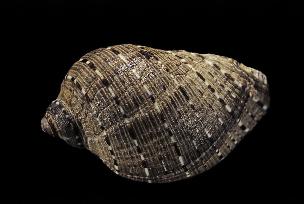 Detail of Purpura persica by Anonymous