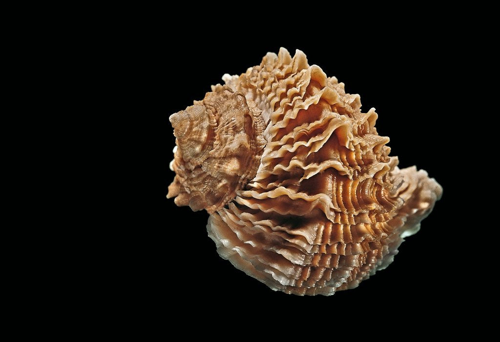 Detail of Rapana bezoar by Anonymous