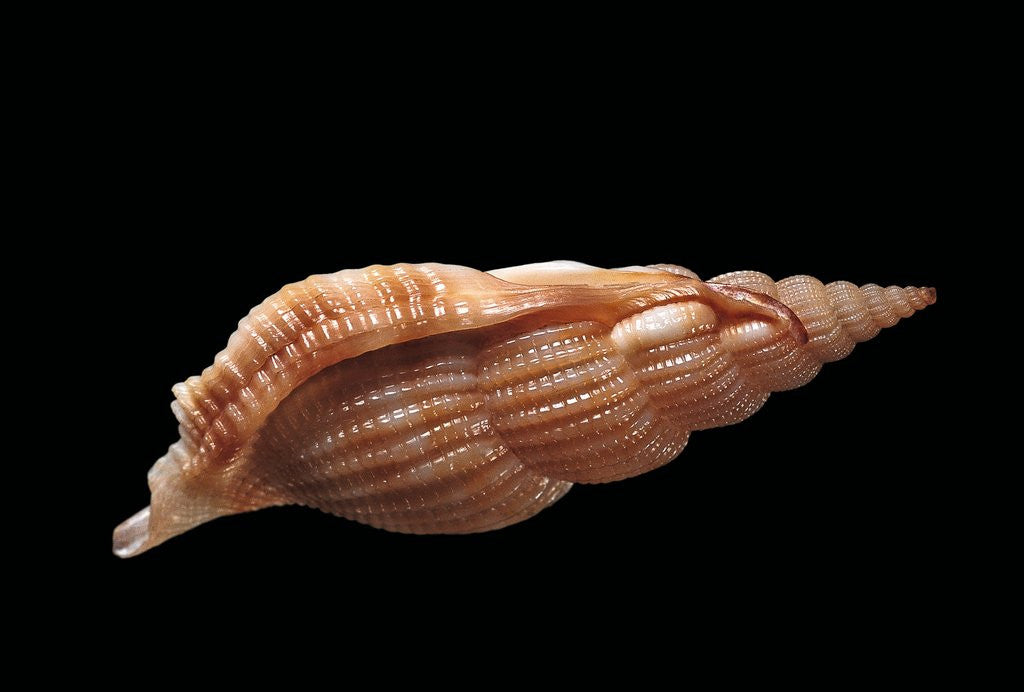 Detail of Rimella cancellata by Anonymous