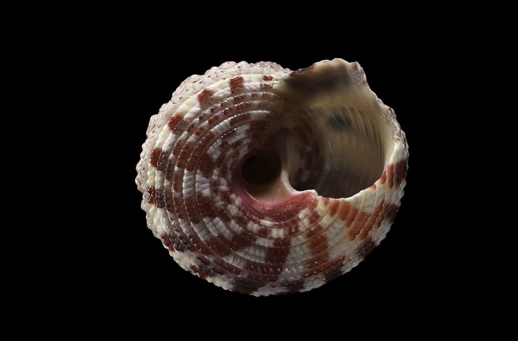 Detail of Rubritrochus pulcherrimus by Anonymous