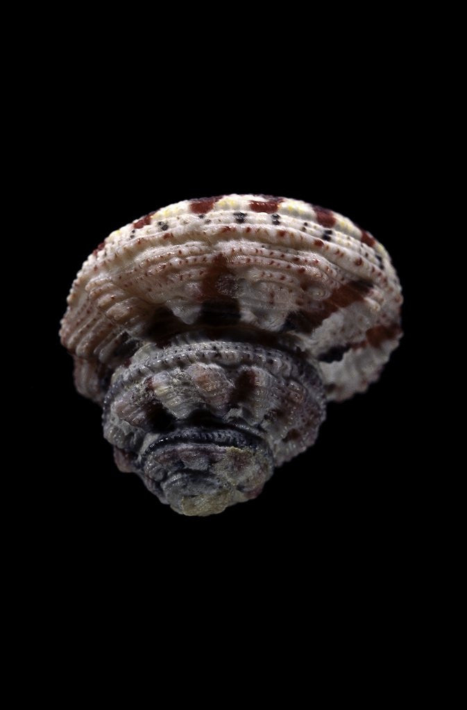 Detail of Rubritrochus pulcherrimus by Anonymous