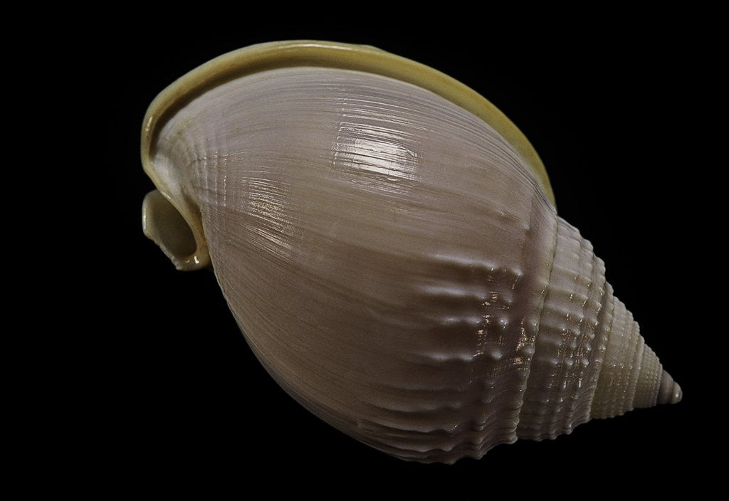 Detail of Semicassis semigranosum by Anonymous