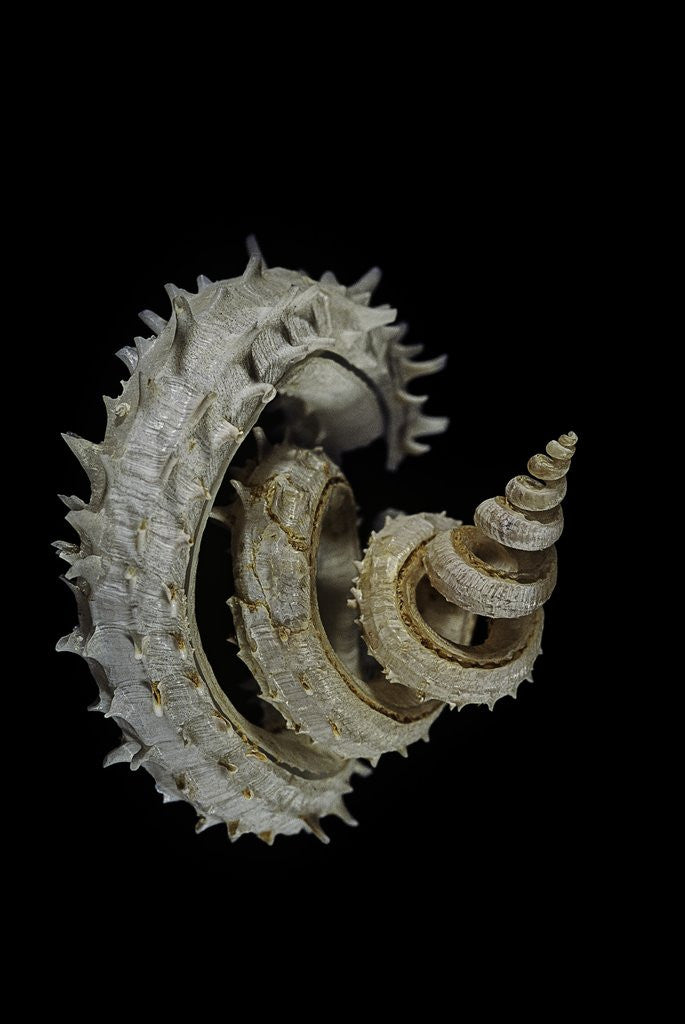 Detail of Siliquaria anguina by Anonymous