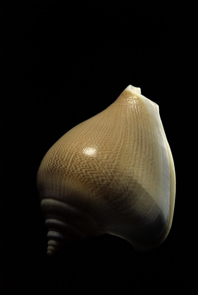 Detail of Strombus canarium by Anonymous