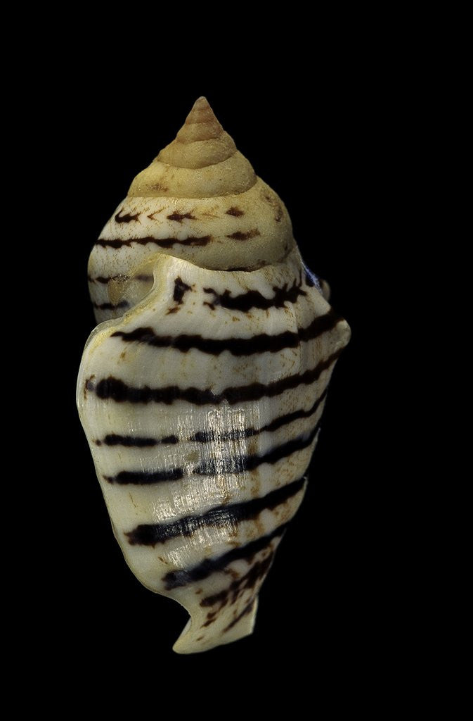 Detail of Strombus fasciatus elegans by Anonymous