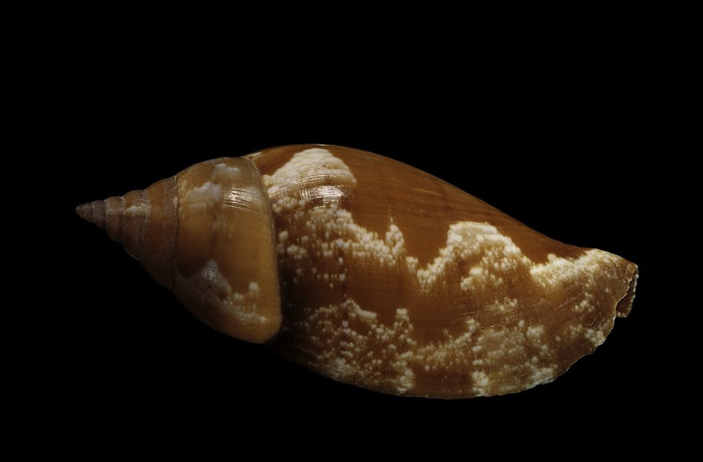Detail of Strombus fragilis by Anonymous