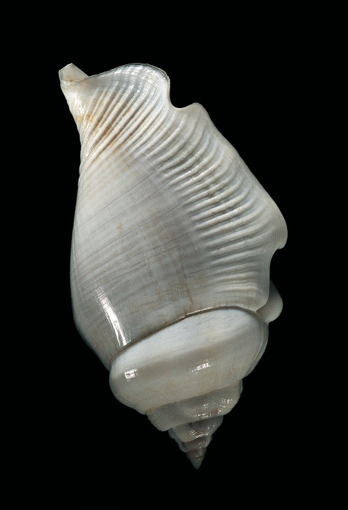 Detail of Strombus gibberulus albus by Anonymous