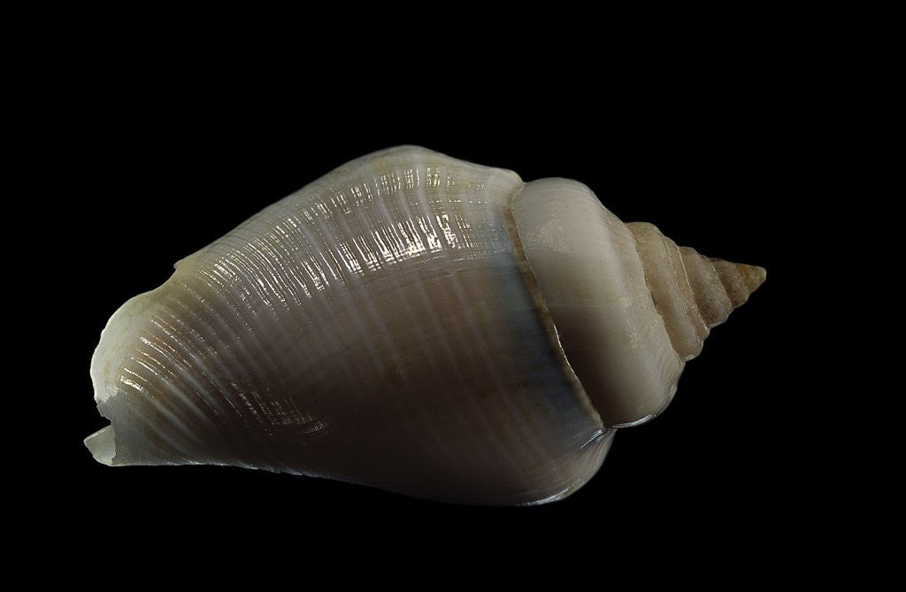 Detail of Strombus gibberulus albus by Anonymous