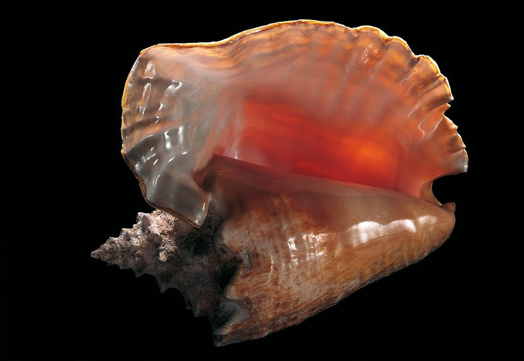 Detail of Strombus gigas by Anonymous