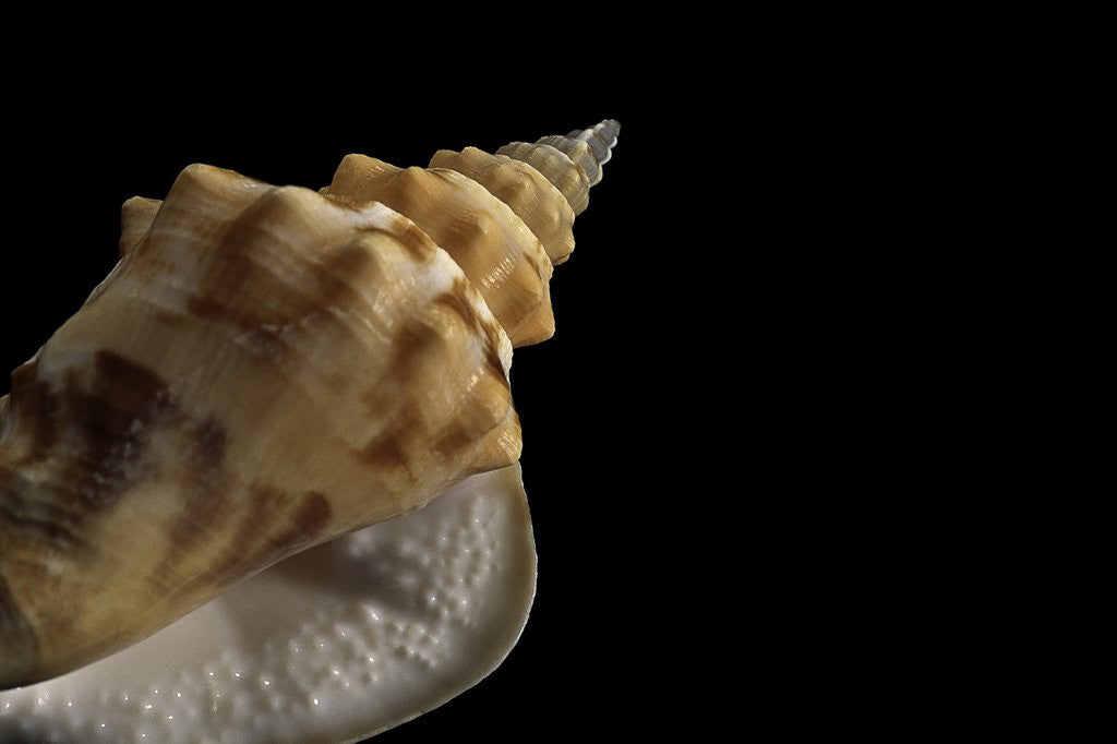 Detail of Strombus granulatus by Anonymous