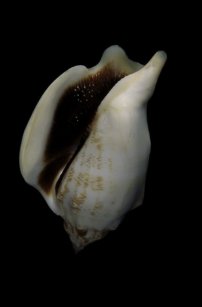 Detail of Strombus kleckamae boholensis by Anonymous