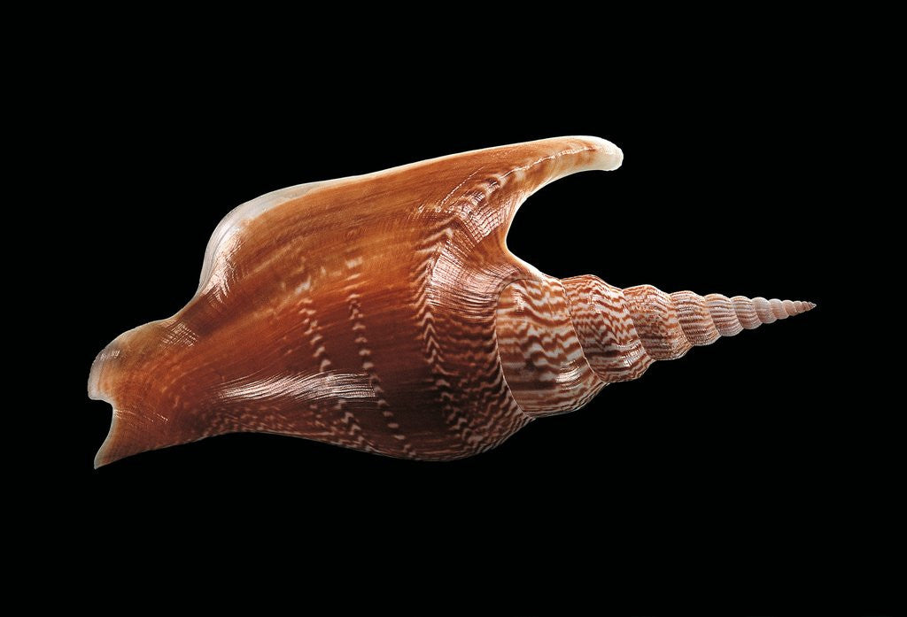 Detail of Strombus listeri by Anonymous