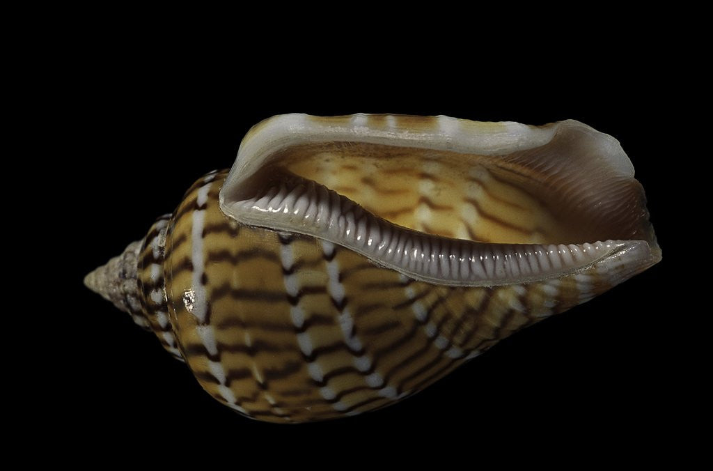 Detail of Strombus mutabilis by Anonymous