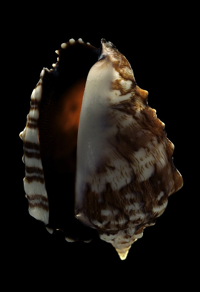 Detail of Strombus pipus by Anonymous