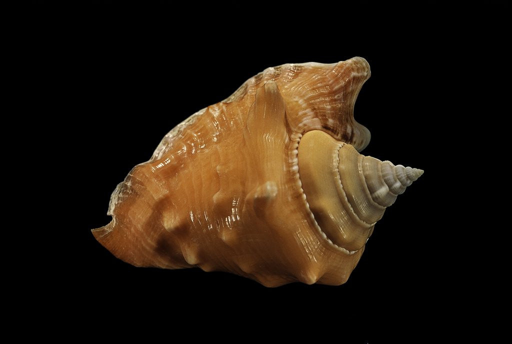 Detail of Strombus raninus by Anonymous