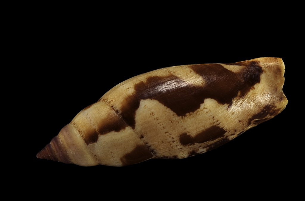 Detail of Strombus terebellatus by Anonymous