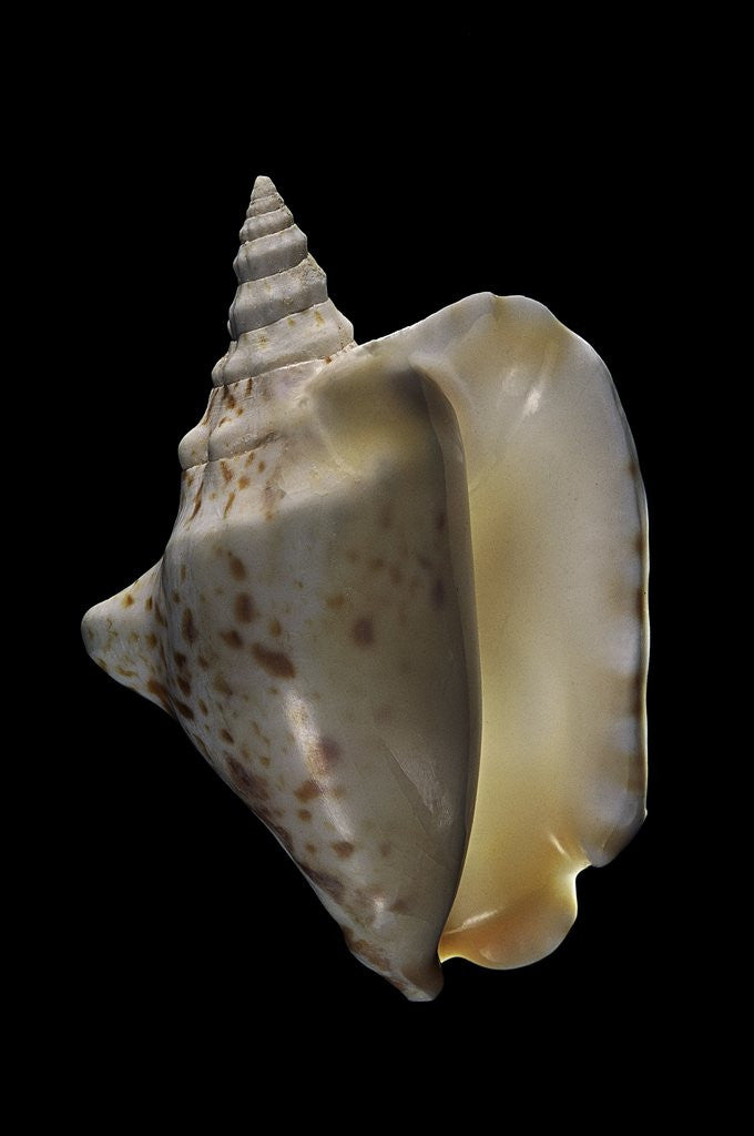 Detail of Strombus thersites by Anonymous