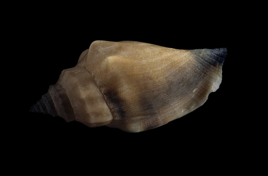 Detail of Strombus urceus by Anonymous