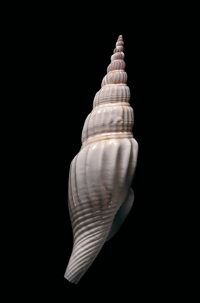 Detail of Strombus vittatus vittatus by Anonymous