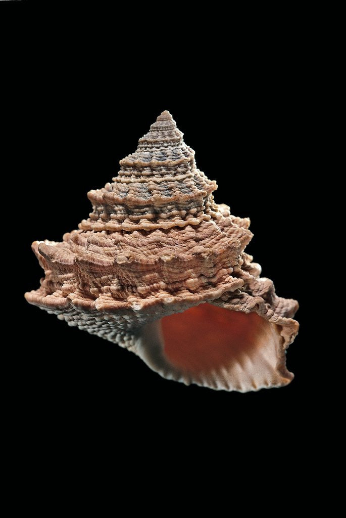 Detail of Tectarius pagodus by Anonymous