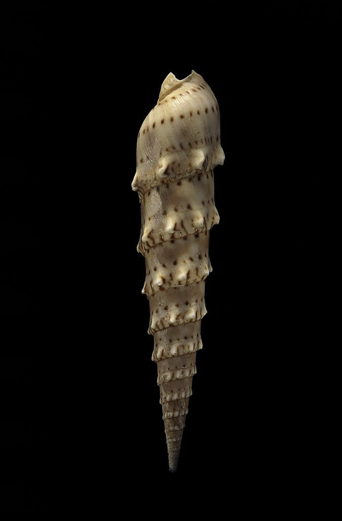 Detail of Terebra crenulata by Anonymous