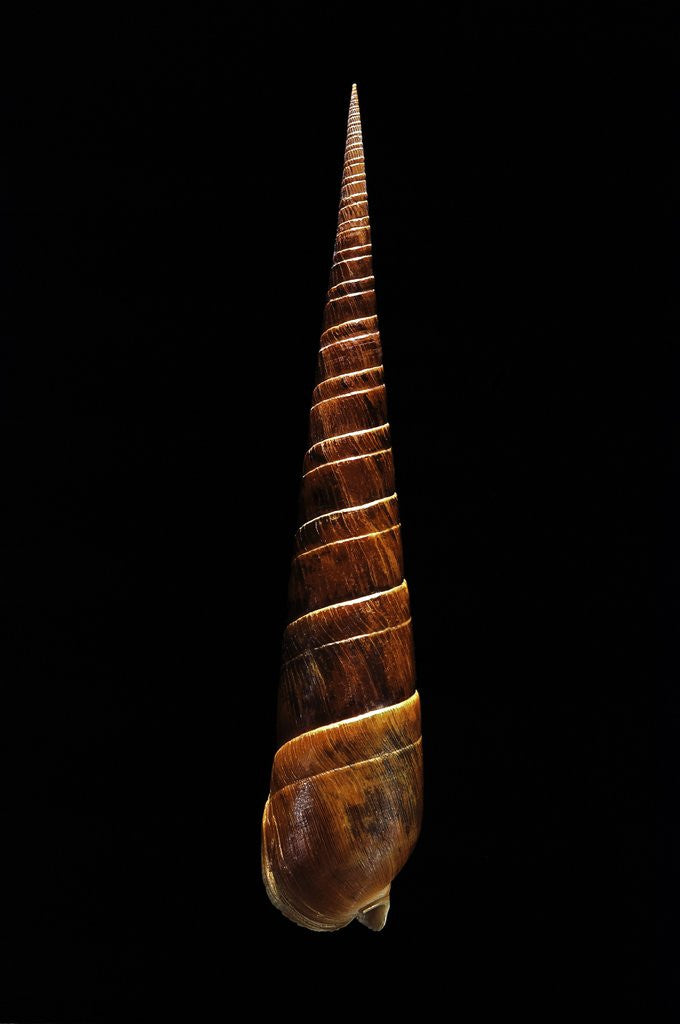 Detail of Terebra dimidiata by Anonymous
