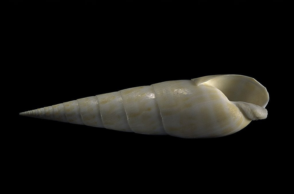 Detail of Terebra maculata by Anonymous