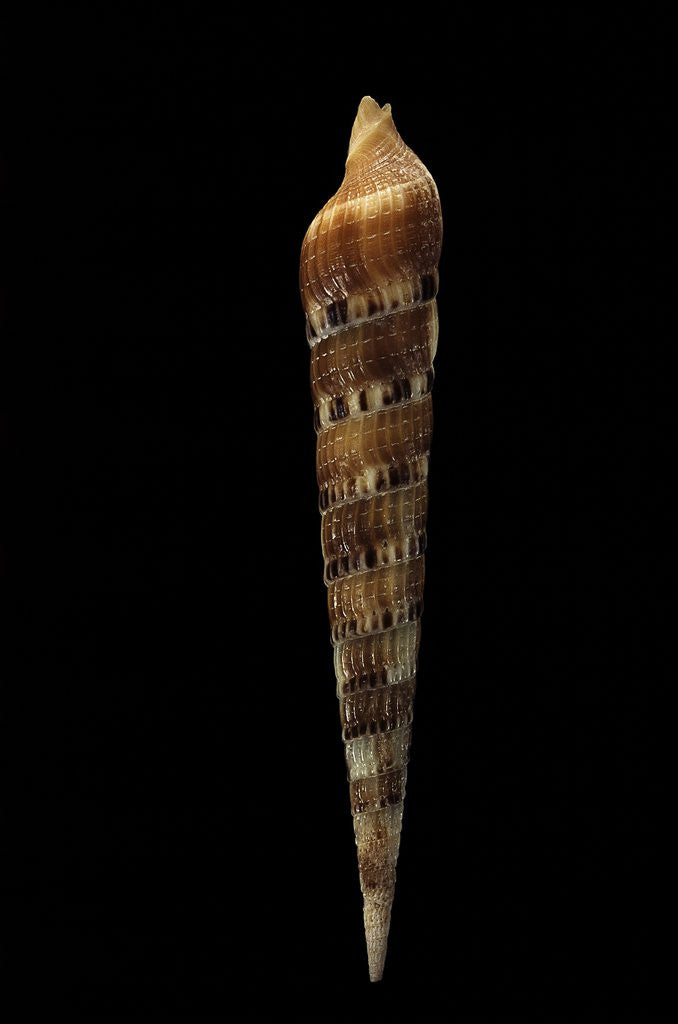 Detail of Terebra pertusa by Anonymous