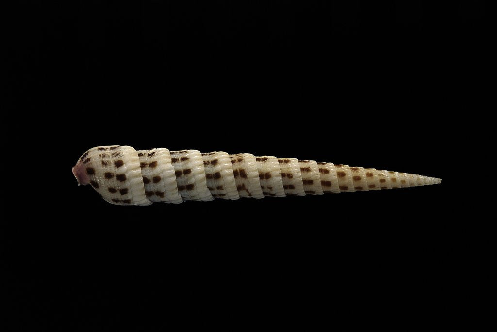 Detail of Terebra waikikiensis by Anonymous