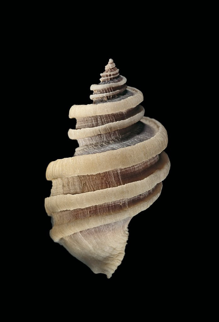 Detail of Thais cingulata by Anonymous