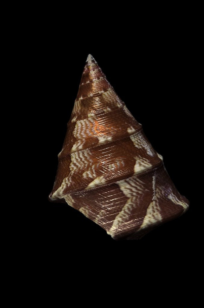 Detail of Thalotia chlorostoma by Anonymous