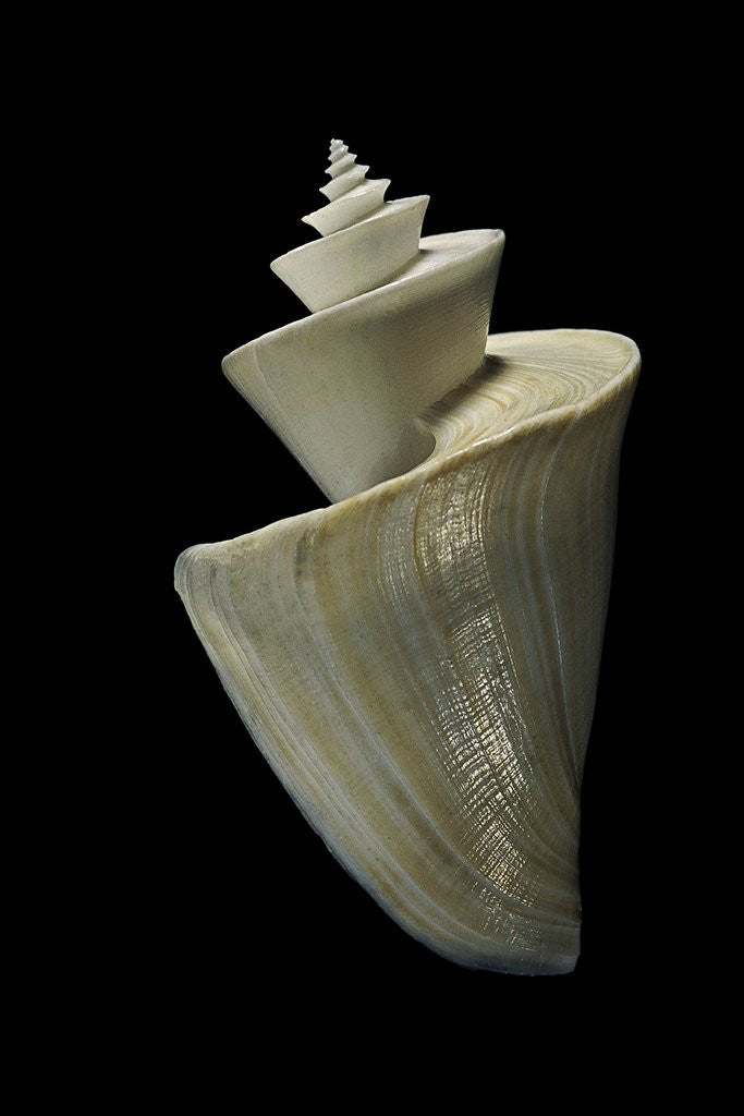 Detail of Thatcheria mirabilis by Anonymous