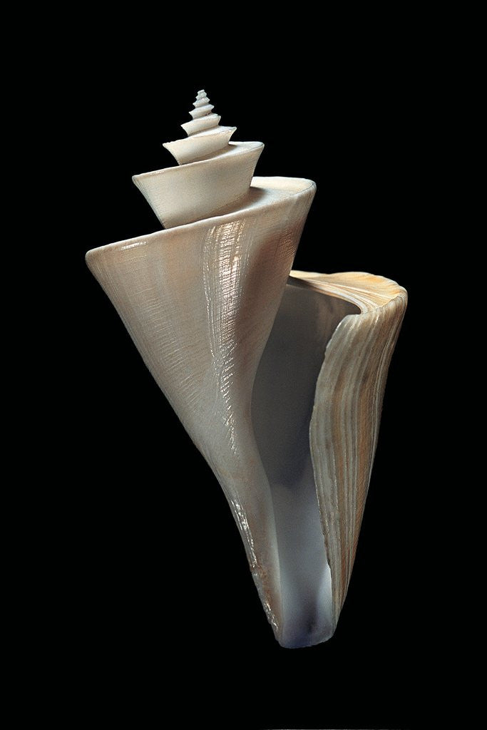 Detail of Thatcheria mirabilis by Anonymous